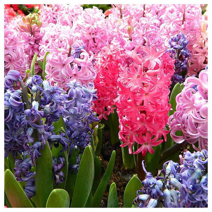 Hyacinthus Orientalis Seeds for Planting – Heirloom, Non-GMO, High Germination Organic Garden Flower Seeds | Neera Seeds product photo [neera-v4-e84ddcdaa9caef841e47]