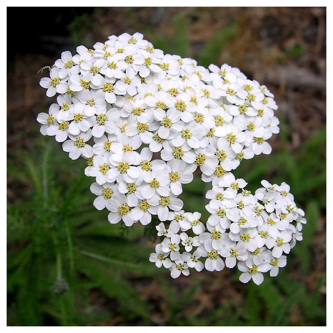 Heirloom White Yarrow Flower Seeds for Planting, Non-GMO | Neera Seeds product photo [neera-v4-e8510e8a0c054e515d99]