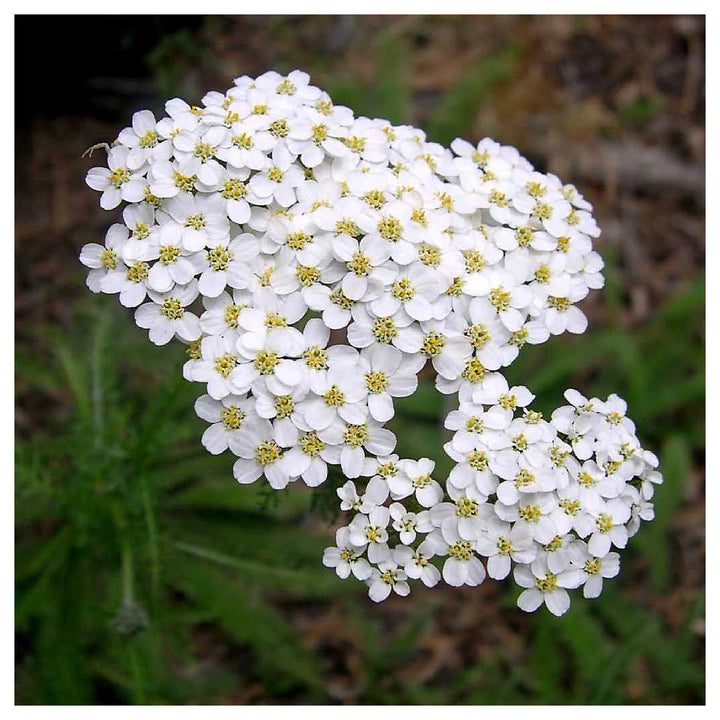 Heirloom White Yarrow Flower Seeds for Planting, Non-GMO | Neera Seeds product photo [neera-v4-e8510e8a0c054e515d99]