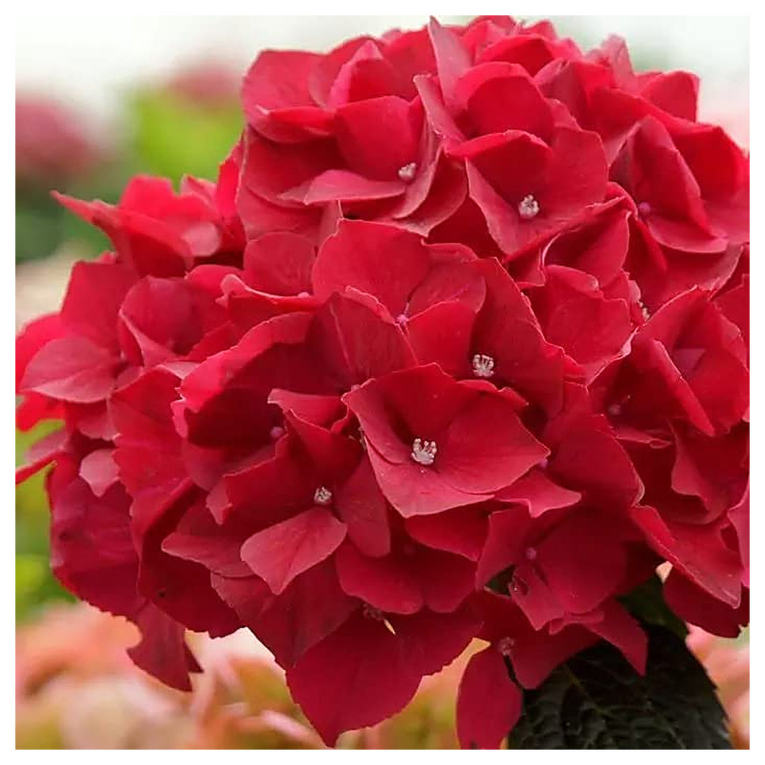 Red Hydrangea Beautiful Flowering Plants Flower Seeds Home Garden Planting, Ornamental | Neera Seeds product photo [neera-v4-e85403b5d61ca1b1f898]