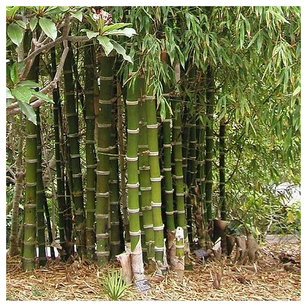 Giant Bamboo Seeds for Planting – Fast-Growing Non-GMO Tropical Bamboo for Garden, Privacy Screens, and Landscaping | Neera Seeds product photo [neera-v4-e8541665276984527738]