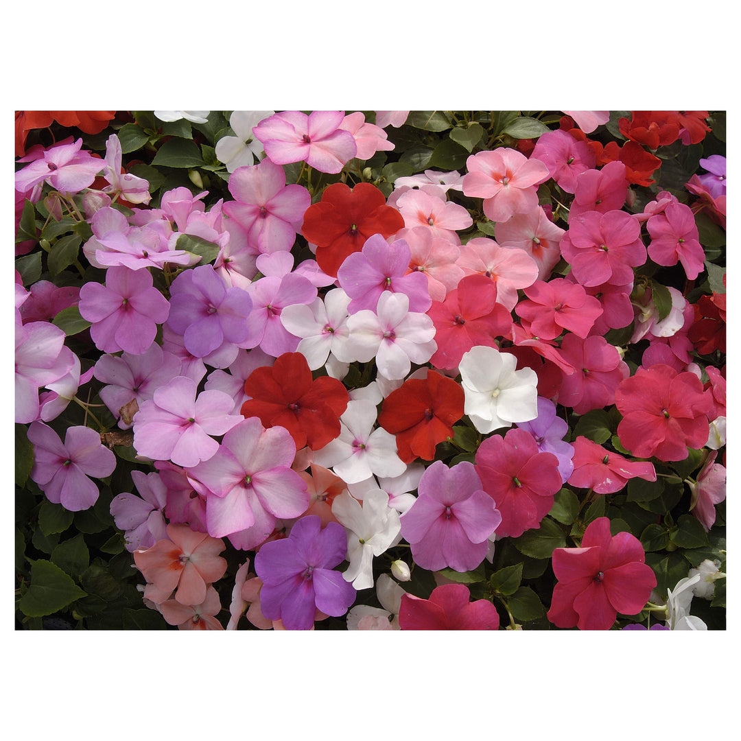 Heirloom Non-GMO Guinea Flower Seeds for Planting – Bright Tropical Ornamental Garden Blooms | High Germination | Neera Seeds product photo [neera-v4-e857169661d7d3b4f5da]
