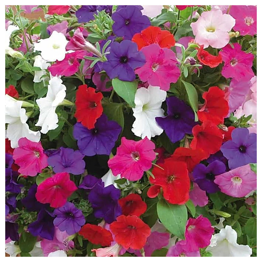 Petunia Petunia Hybrida Double Mixed Flower For Planting Vibrant Blooms For Hanging Baskets | Neera Seeds product photo [neera-v4-e8591c9c7f52bf46f053]