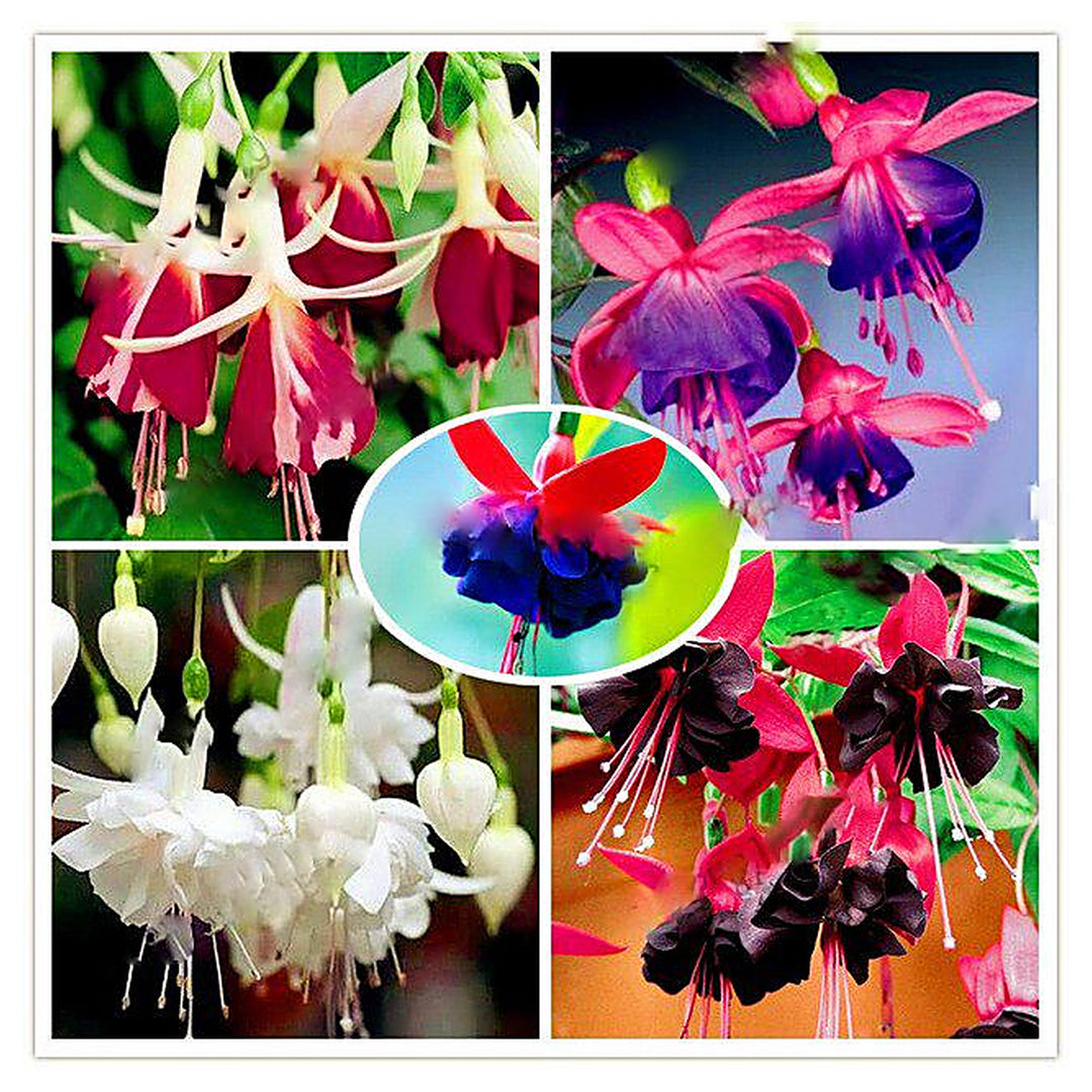 Multi-Colour Fuchsia Seeds for Planting – Heirloom Non-GMO | High Germination Organic Garden Seeds | Neera Seeds product photo [neera-v4-e86f27be3c7ef702eaff]