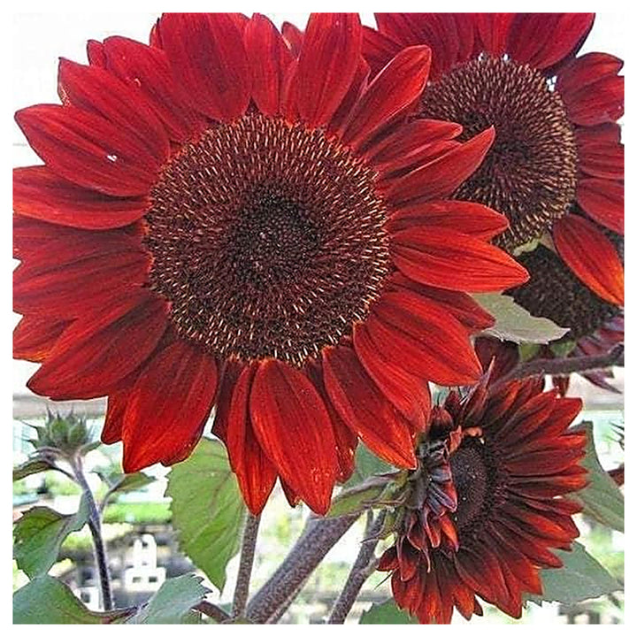Heirloom Non-GMO Sunflower Plant Seeds for Planting – Bright, Tall Garden Blooms for Pollinators | Neera Seeds product photo [neera-v4-e871114ef37508c84d18]