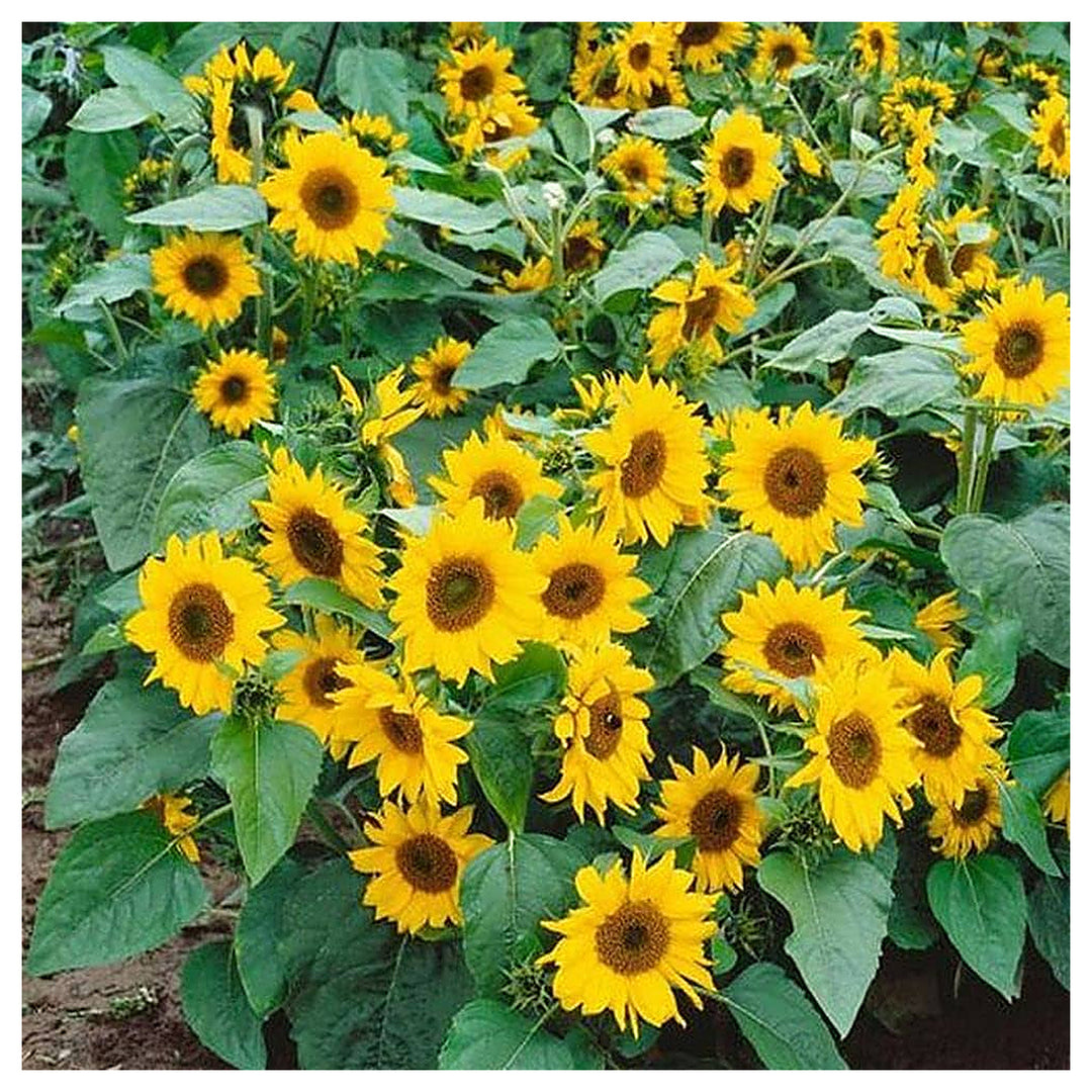 Fresh Yellow Mini Sunflower Seeds – Heirloom, Non-GMO, High Germination Organic Garden Seeds for Planting | Neera Seeds product photo [neera-v4-e8759fefad56a7d3de63]