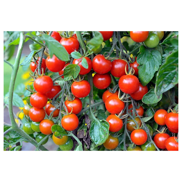 Organic Sweet Succulent Campari Tomato Solanum Lycopersicum Vegetable For Planting Flower Seeds for | Neera Seeds product photo [neera-v4-e878da0f2371d7cdbeaf]