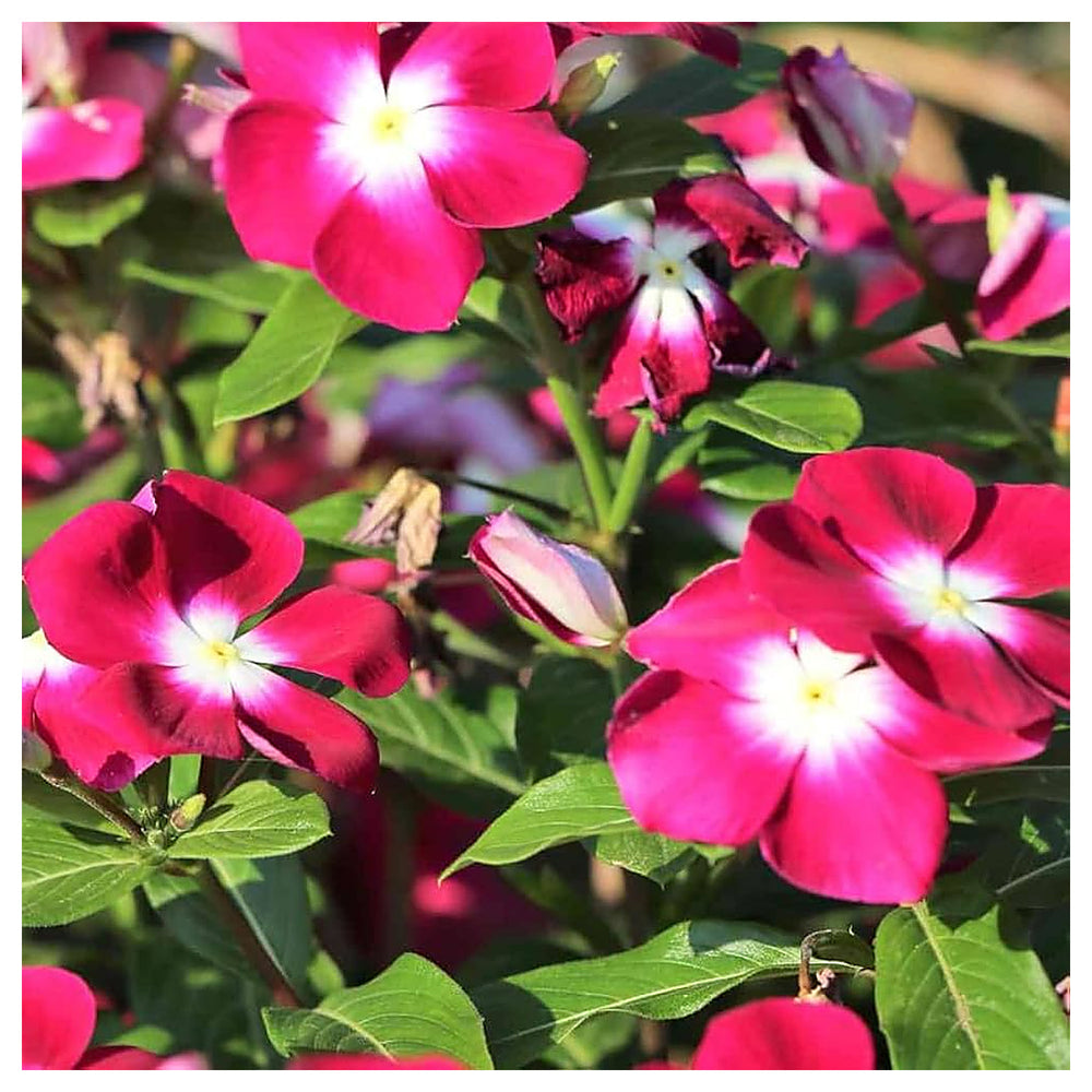 Dark Pink Vinca Flower Seeds – Heirloom Non-GMO High Germination Organic Garden Seeds for Planting | Neera Seeds product photo [neera-v4-e8796f1d27209f6334a2]