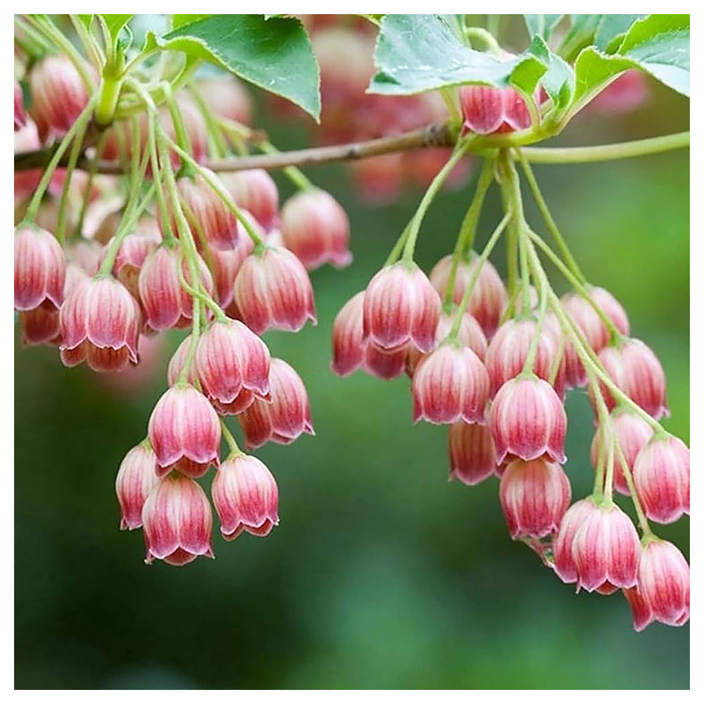 Pink Bell Orchid Flower Seeds – Heirloom Non-GMO Rare Blooms for Garden Planting | Neera Seeds product photo [neera-v4-e88336ee378ae3c2326c]
