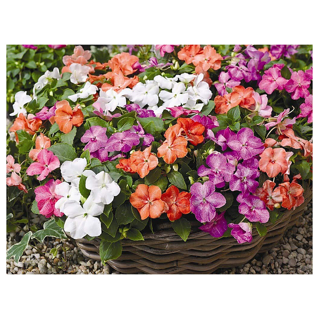 Pink Lizzie Flower Seeds for Planting – Vibrant Impatiens Seeds for Home Garden &amp; Landscaping | Neera Seeds product photo [neera-v4-e8898ece4365579c71c7]