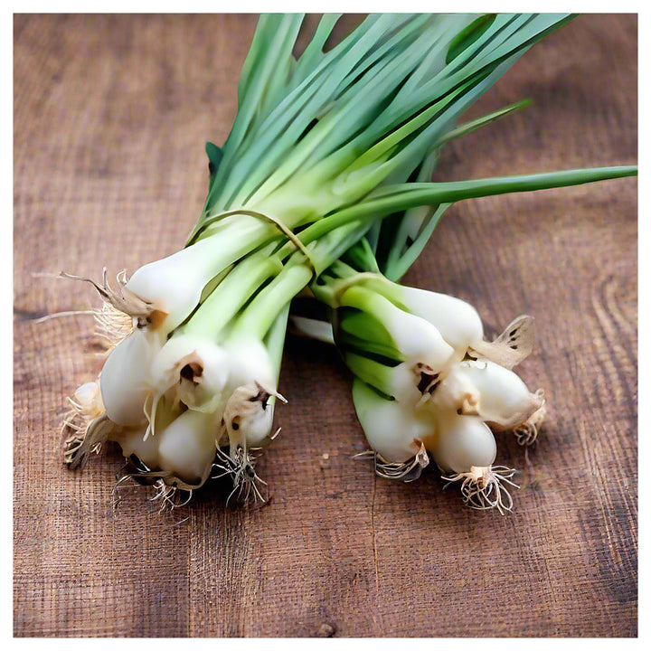 Green Spring Onions (Scallions) Vegetable Seeds for Planting – Heirloom, Non-GMO, Organic Garden Seeds | Neera Seeds product photo [neera-v4-e897a7199ddcc004a758]