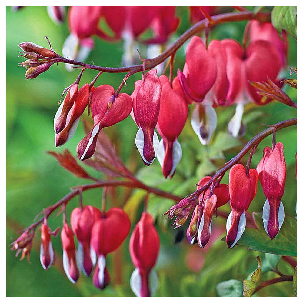 Organic Heirloom Non-GMO Bleeding Heart Seeds for Planting – Shade Garden Flowers, High Germination | Neera Seeds product photo [neera-v4-e8a01969982eec2b5a08]