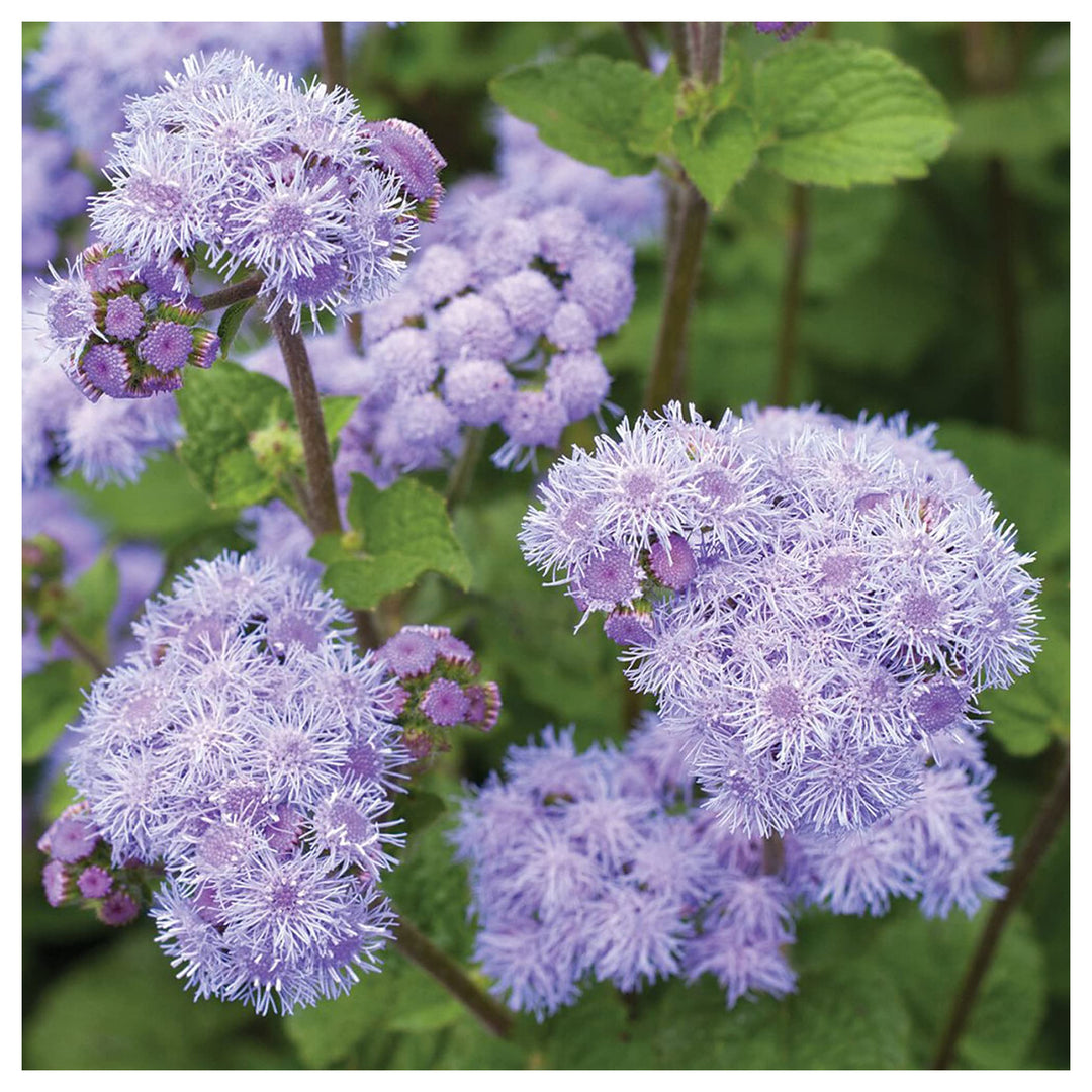 Heirloom Conoclinium Coelestinum Seeds – Non-GMO Flower Seeds for Planting | High Germination Organic Garden Blooms | Neera Seeds product photo [neera-v4-e8a5891598293dc0c992]