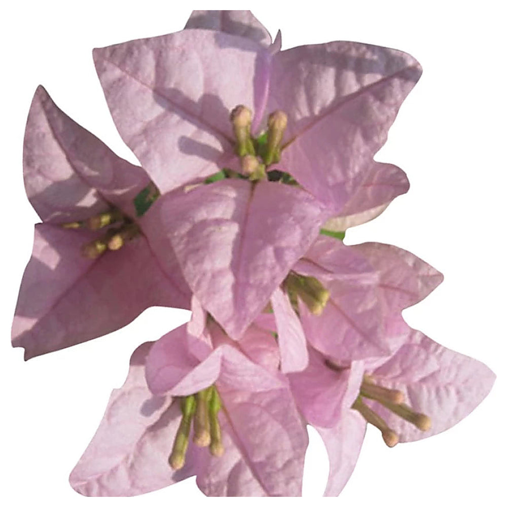 Heirloom Baby Pink Bougainvillea Flower Seeds for Planting – Non-GMO | High Germination Organic Garden Seeds | Neera Seeds product photo [neera-v4-e8c9877f0cbf72691533]