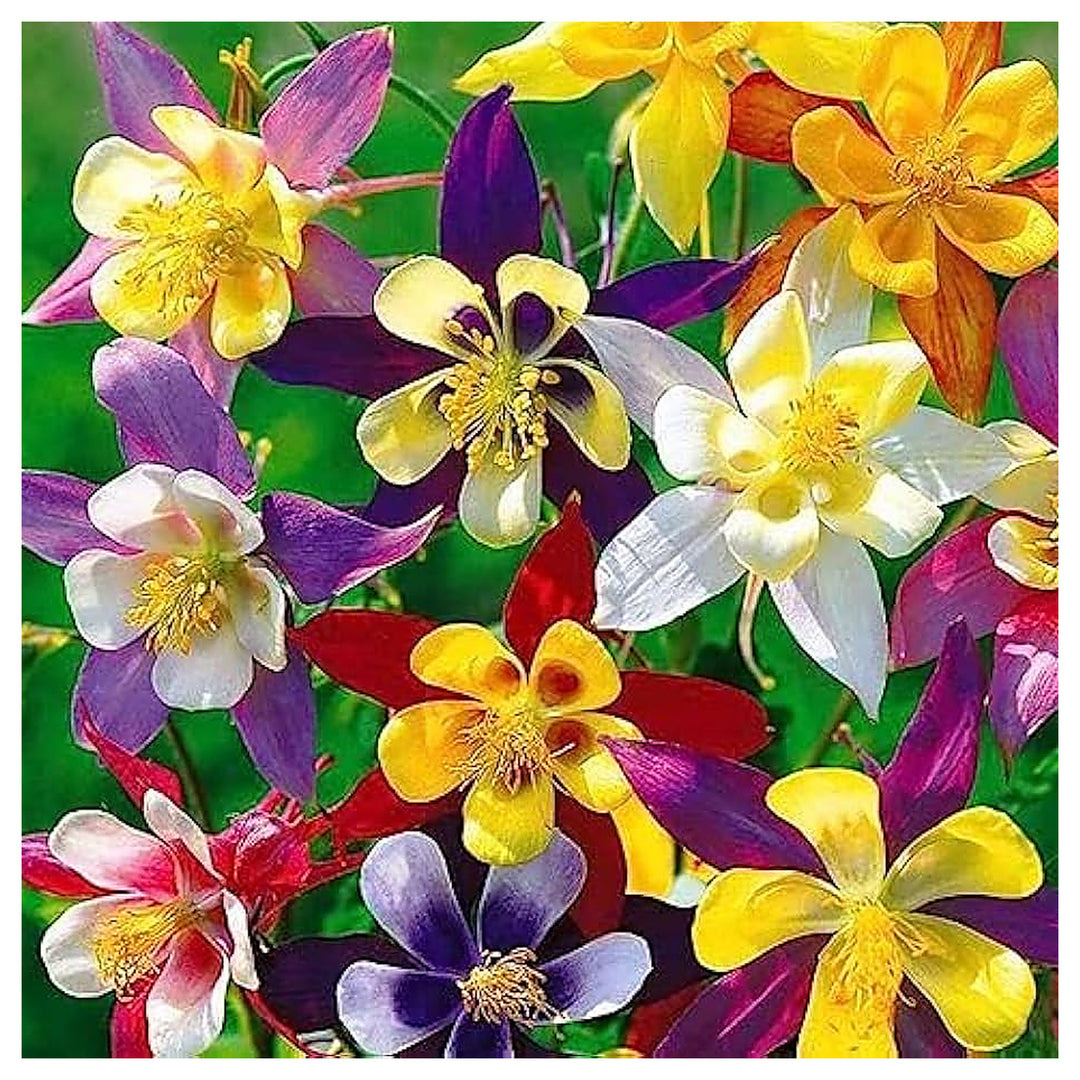Dialogue Aquilegia Beautiful And Unique Columbine Flowers Flower Seeds Home Garden | Neera Seeds product photo [neera-v4-e8ce79b194336c6ca0f2]