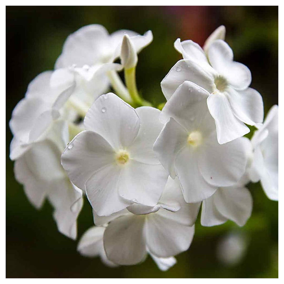 Heirloom Drummondii Flower Seeds, Non-GMO Colorful Annual Blooms for Garden Planting | Neera Seeds product photo [neera-v4-e8ddd89ad7cf51e4ebd4]