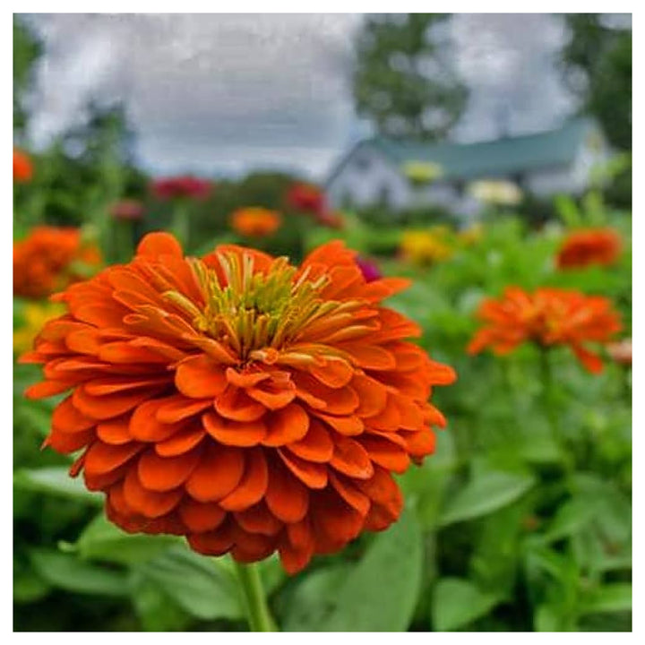 Orange Yellow Zinnia Flower Seeds for Planting – Heirloom Non-GMO High Germination Garden Seeds | Neera Seeds product photo [neera-v4-e8dea75df8bd8c483a14]