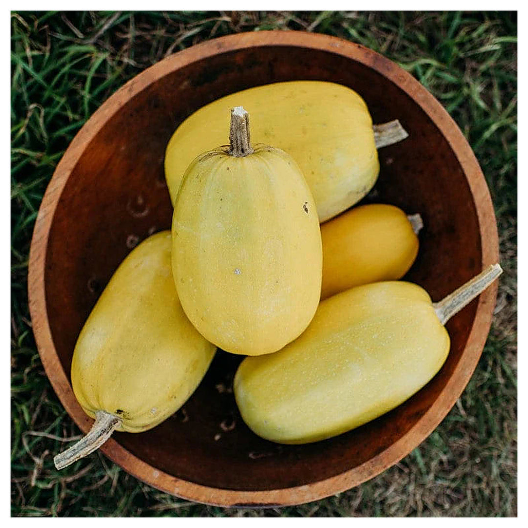 Spaghetti Squash Vegetable Seeds for Planting - heirloom & Non-GMO Garden Seeds | Neera Seeds product photo [neera-v4-e8e6ec428cc2e20902a9]