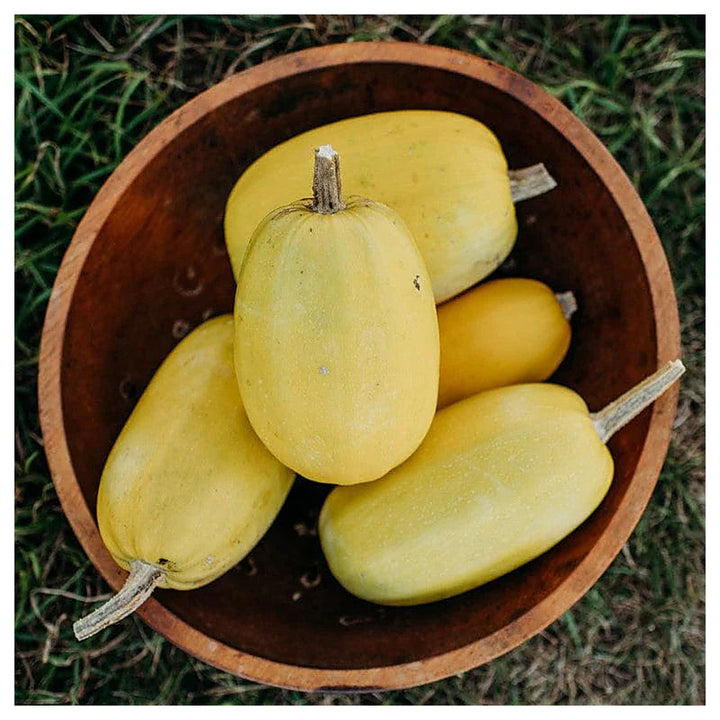 Spaghetti Squash Vegetable Seeds for Planting - heirloom &amp; Non-GMO Garden Seeds | Neera Seeds product photo [neera-v4-e8e6ec428cc2e20902a9]