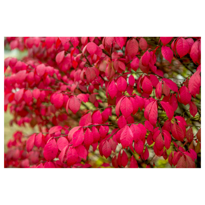 Organic Red Burning Bush Flower Seeds for Planting – Heirloom, Non-GMO | Neera Seeds product photo [neera-v4-e8e8d44240a7da77aef7]