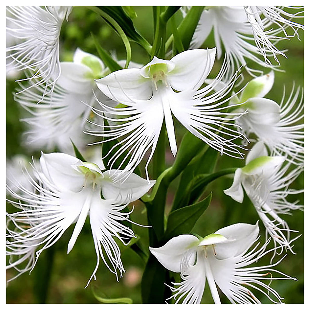 Radiata White Flower Seeds for Planting – Organic, Heirloom, Non-GMO Seeds | Neera Seeds product photo [neera-v4-e8e9800391778fd4ca1c]