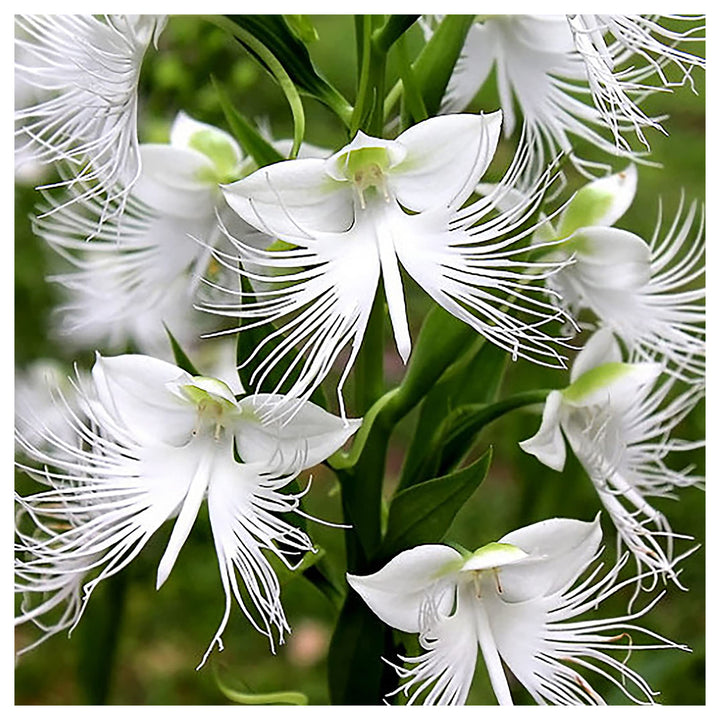 Radiata White Flower Seeds for Planting – Organic, Heirloom, Non-GMO Seeds | Neera Seeds product photo [neera-v4-e8e9800391778fd4ca1c]