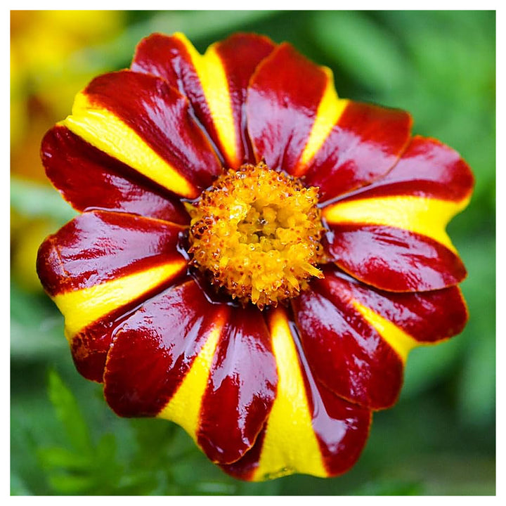 Heirloom Non-GMO Marigold Jester Flower Seeds for Planting – Striking Bicolor Garden Blooms | Neera Seeds product photo [neera-v4-e8ea7148157ffa8e1c0e]