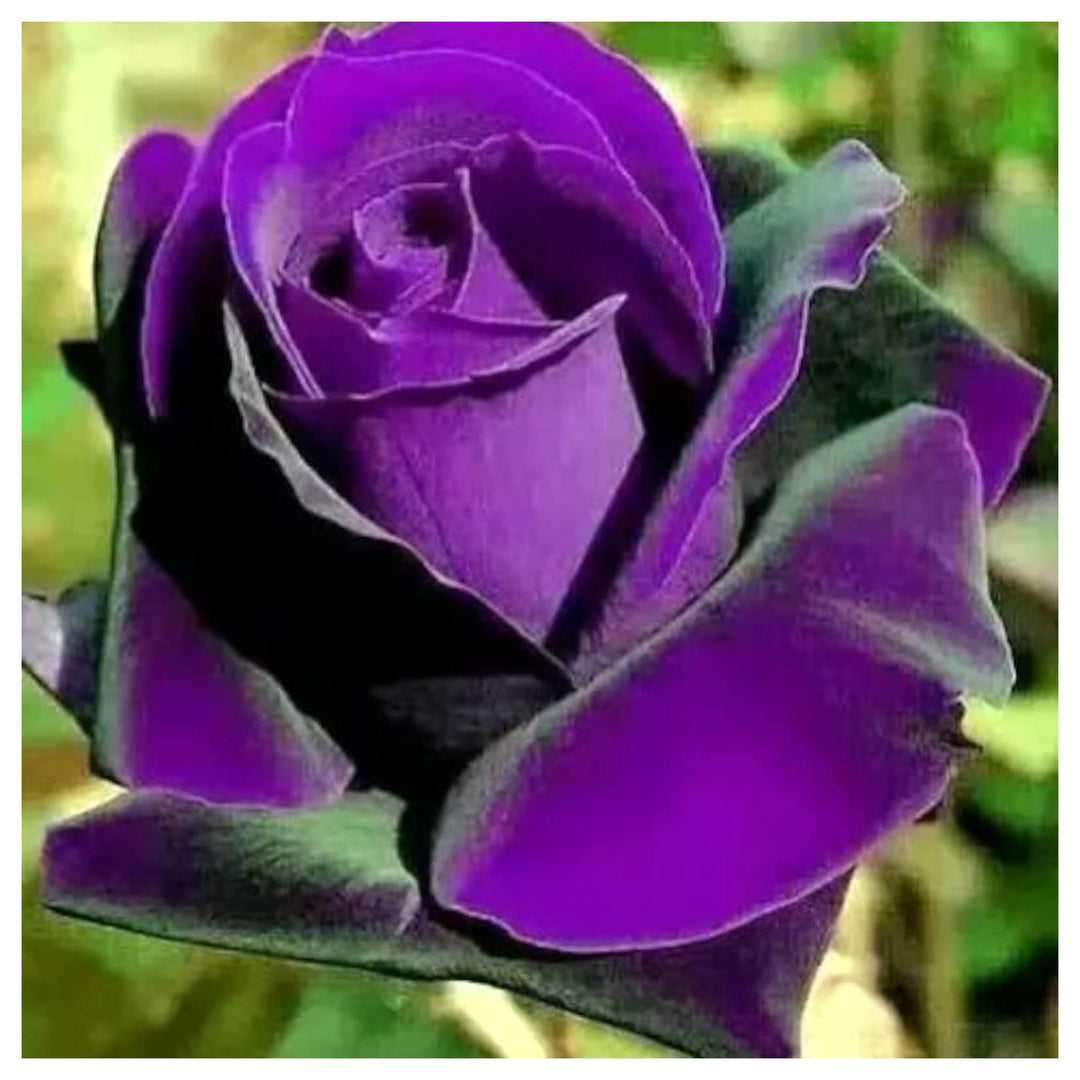 Purple Rose Plant Seeds for Planting - Heirloom Non-GMO Garden Seeds for Beautiful Blooms | Neera Seeds product photo [neera-v4-e8eae2edbde244053b7e]