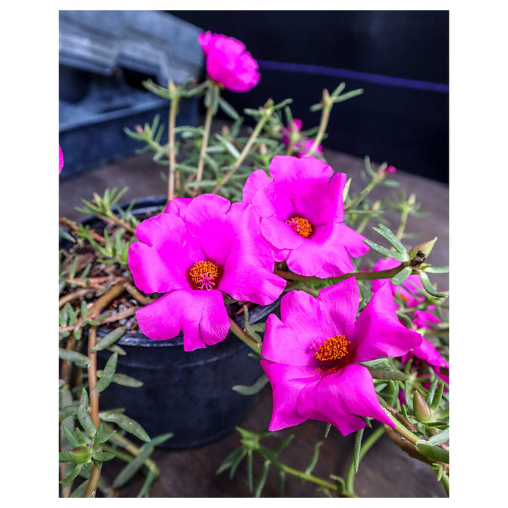 Heirloom Non-GMO Purple Portulaca Flower Seeds for Drought-Tolerant Summer Garden Planting | Neera Seeds product photo [neera-v4-e8f0d14a61e99bab29ee]