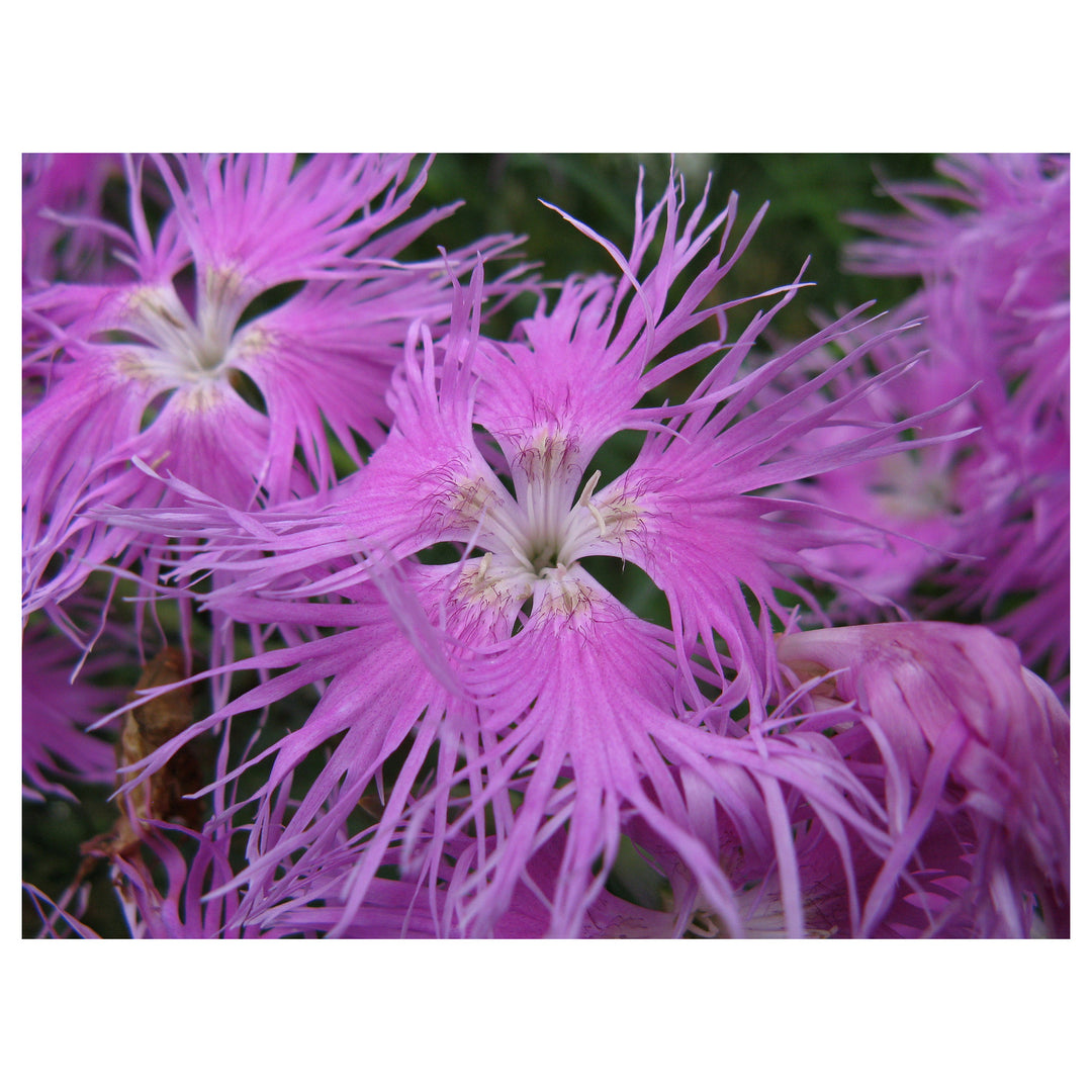Pink Dianthus Superbus Flower Seeds for Planting – Fragrant & Hardy Perennial Blooms | Neera Seeds product photo [neera-v4-e9001d0b34d16ef08022]
