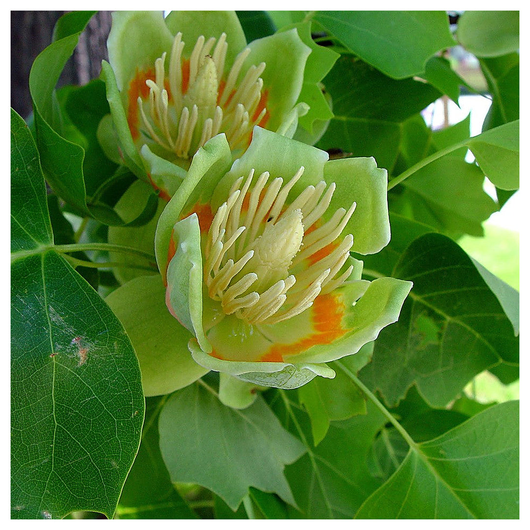 Liriodendron Tulipifera Flower Seeds – Non-GMO, Heirloom, Fast-Growing Trees, High Germination Organic Seeds | Neera Seeds product photo [neera-v4-e9015458be414d17d270]