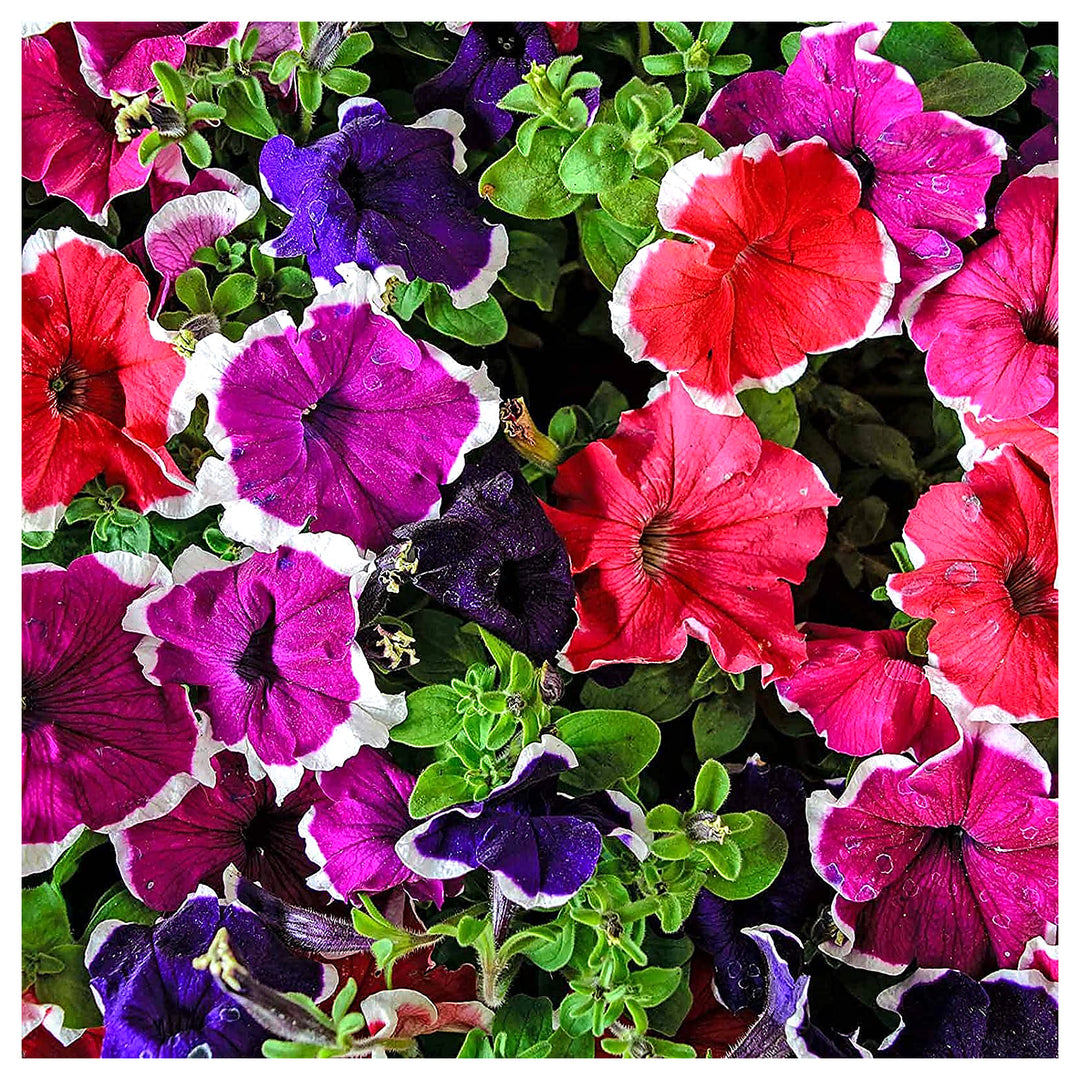 Brown Mixed Color Petunia Bonsai Flowers Flower Seeds for Home Garden Planting, Exotic Organic | Neera Seeds product photo [neera-v4-e922836e9d81d9609a6e]