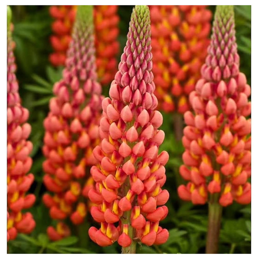 Orange Lupine Flower Seeds for Tall Spikes and Pollinator Garden Planting - Heirloom & Non-GMO Garden Seeds | Neera Seeds product photo [neera-v4-e925753e991b180f7c3a]