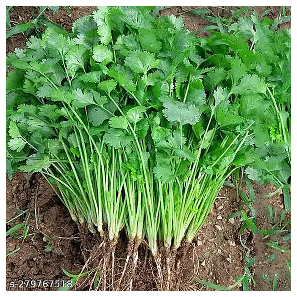 Organic Cilantro Herb Seeds for Planting – Heirloom, Non-GMO, High Germination Organic Garden Seeds for Culinary Us | Neera Seeds product photo [neera-v4-e92c539373ac28a6bc5d]