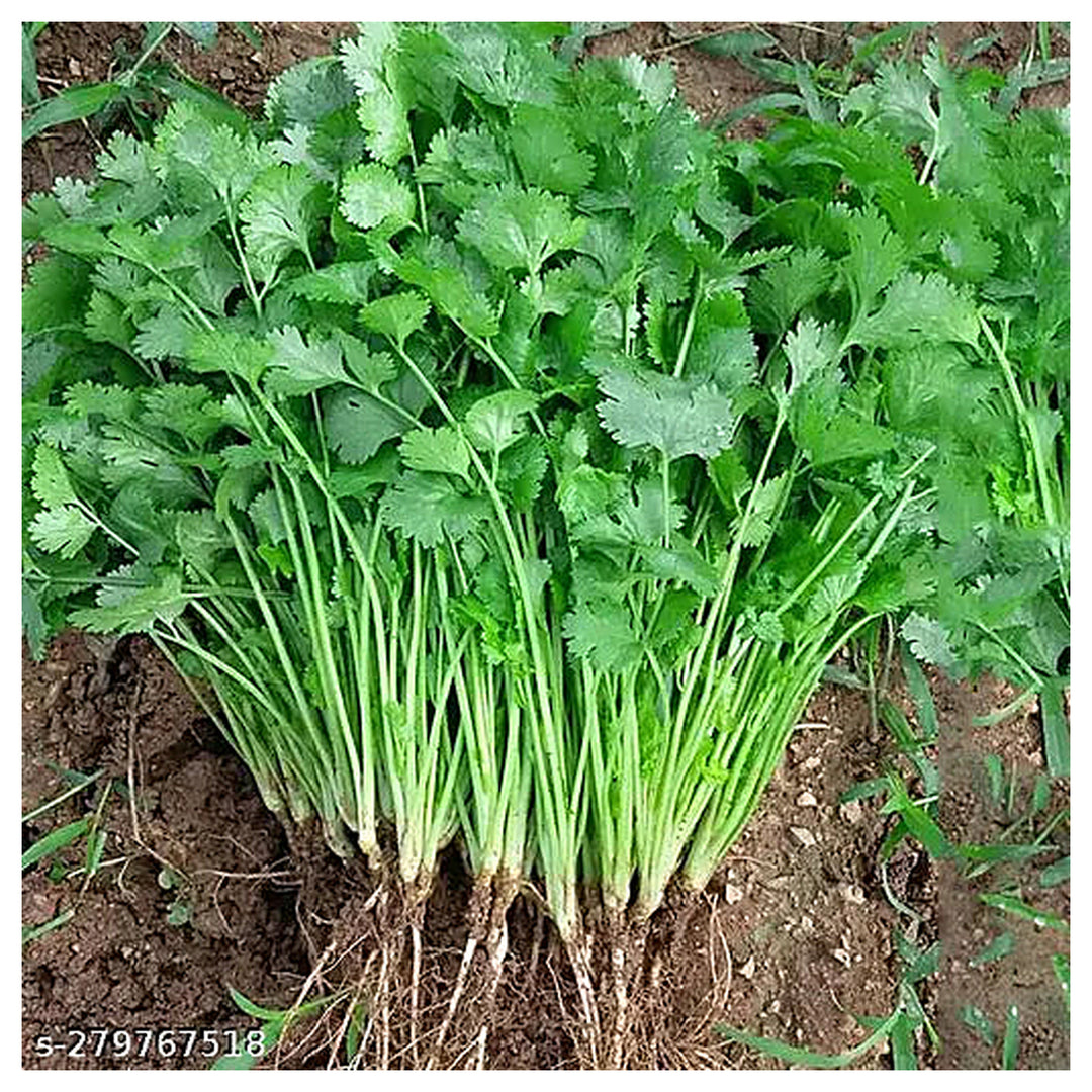 Organic Cilantro Herb Seeds for Planting – Heirloom, Non-GMO, High Germination Organic Garden Seeds for Culinary Us | Neera Seeds product photo [neera-v4-e92c539373ac28a6bc5d]