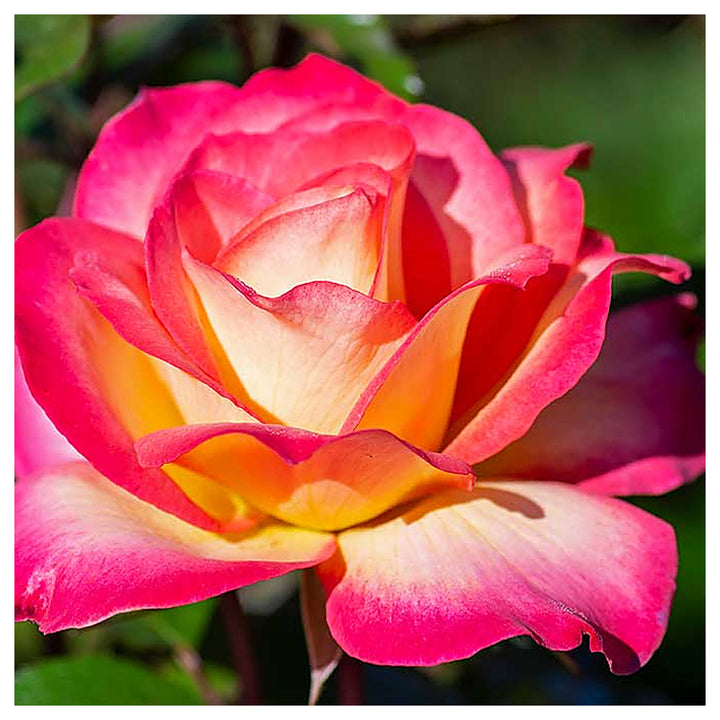 Sorbet Roses Floribunda Seeds for Planting – Heirloom Non-GMO Flower Garden Seeds | High Germination | Neera Seeds product photo [neera-v4-e93f5210f85941aa0da8]