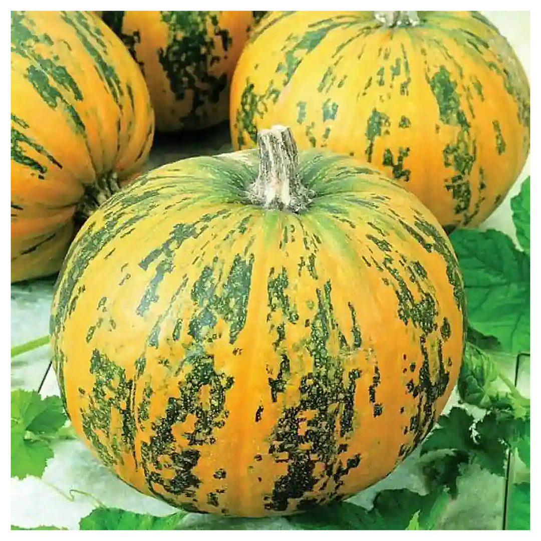 Green Orange Lady Godiva Pumpkin Seeds for Planting – Heirloom, Non-GMO, Organic Garden Seeds, High Germination | Neera Seeds product photo [neera-v4-e948fa54f1d6a1887f4b]