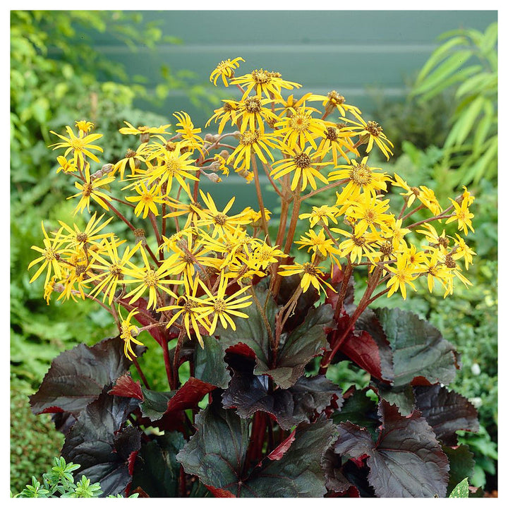 Heirloom Non-GMO Britt-Marie Crawford Flower Seeds for Planting – Bold Foliage and Garden Blooms | High Germination | Neera Seeds product photo [neera-v4-e95023e18dbbf5754293]