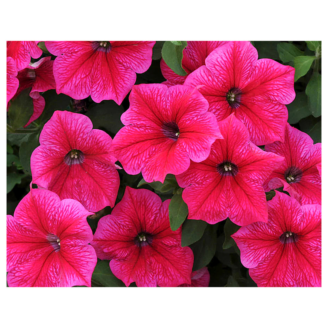 Star Petunia Pink Flower Seeds for Planting – Heirloom, Non-GMO, High Germination, Easy to Grow Organic Garden Seed | Neera Seeds product photo [neera-v4-e955771127f0fdae23ca]