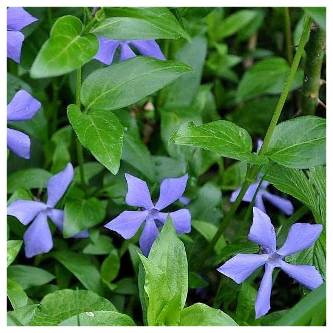 Blue Vinca Periwinkle Plant Seeds – Heirloom Non-GMO High Germination Seeds for Planting Home &amp; Outdoor Gardens | Neera Seeds product photo [neera-v4-e9577f44f5459252d819]