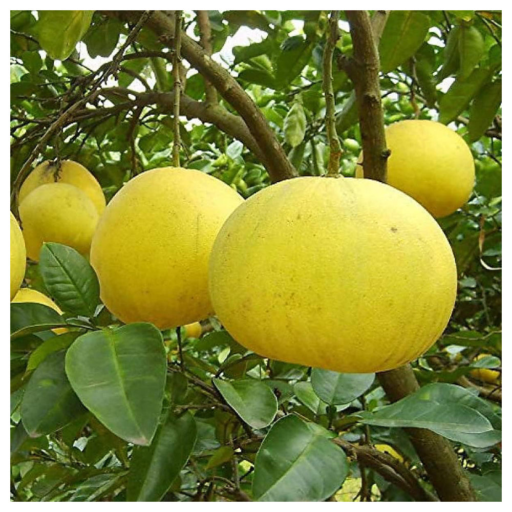 Pomelo Fruit Seeds for Gardening – NON GMO Heirloom Citrus Seeds for Home Garden | Neera Seeds product photo [neera-v4-e959cc0996ab8c37bd9b]