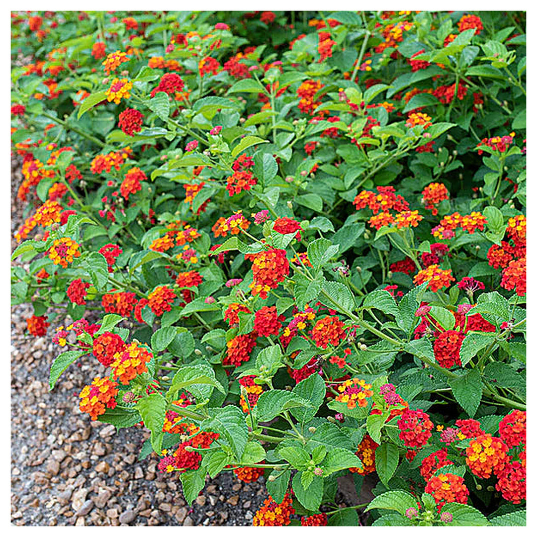 Lantana Flower Seed for Planting 100 pcs | Neera Seeds product photo [neera-v4-e95da2e951fcf3c93f45]