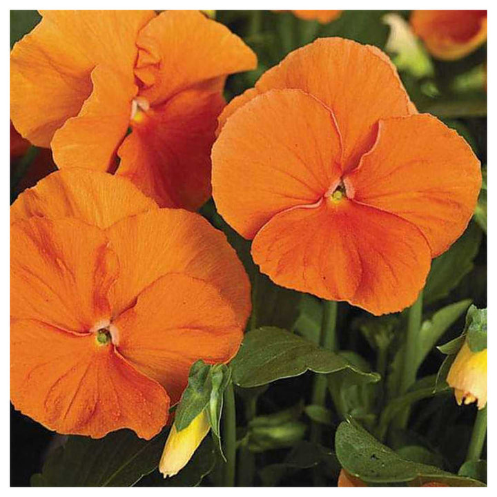 Heirloom Non-GMO Pansy Flower Seeds for Planting – Colorful Cool-Season Garden Blooms | Neera Seeds product photo [neera-v4-e96390469544e47c30eb]