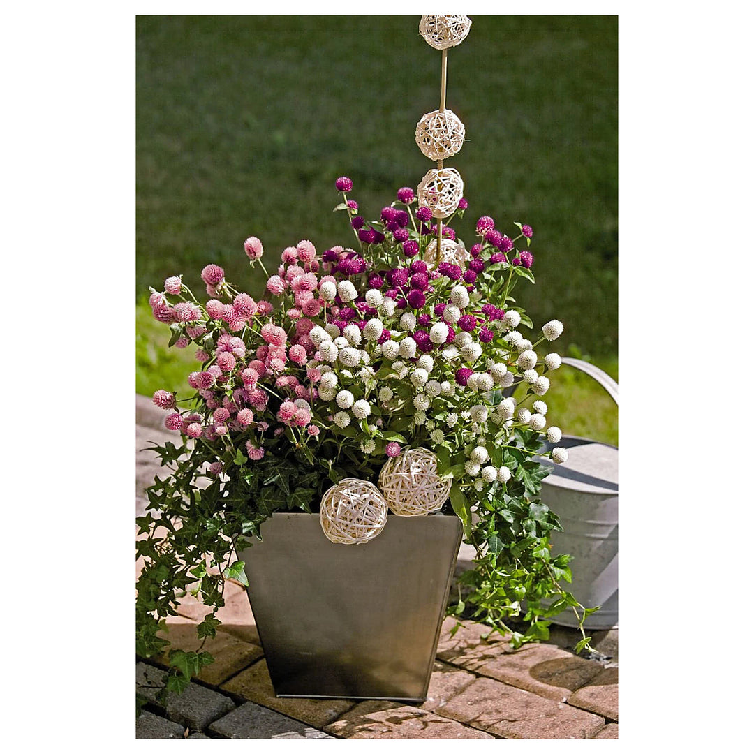 Gomphrena Flower Seeds for Planting – Heirloom &amp; Non-GMO Globe Amaranth, Drought-Tolerant Blooms | Neera Seeds product photo [neera-v4-e96c42578c34e0e668ce]