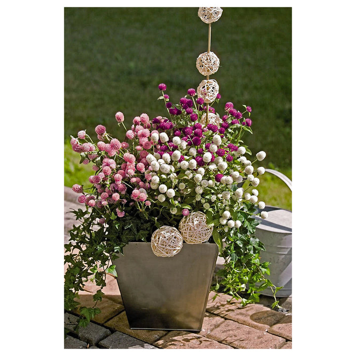 Gomphrena Flower Seeds for Planting – Heirloom &amp; Non-GMO Globe Amaranth, Drought-Tolerant Blooms | Neera Seeds product photo [neera-v4-e96c42578c34e0e668ce]