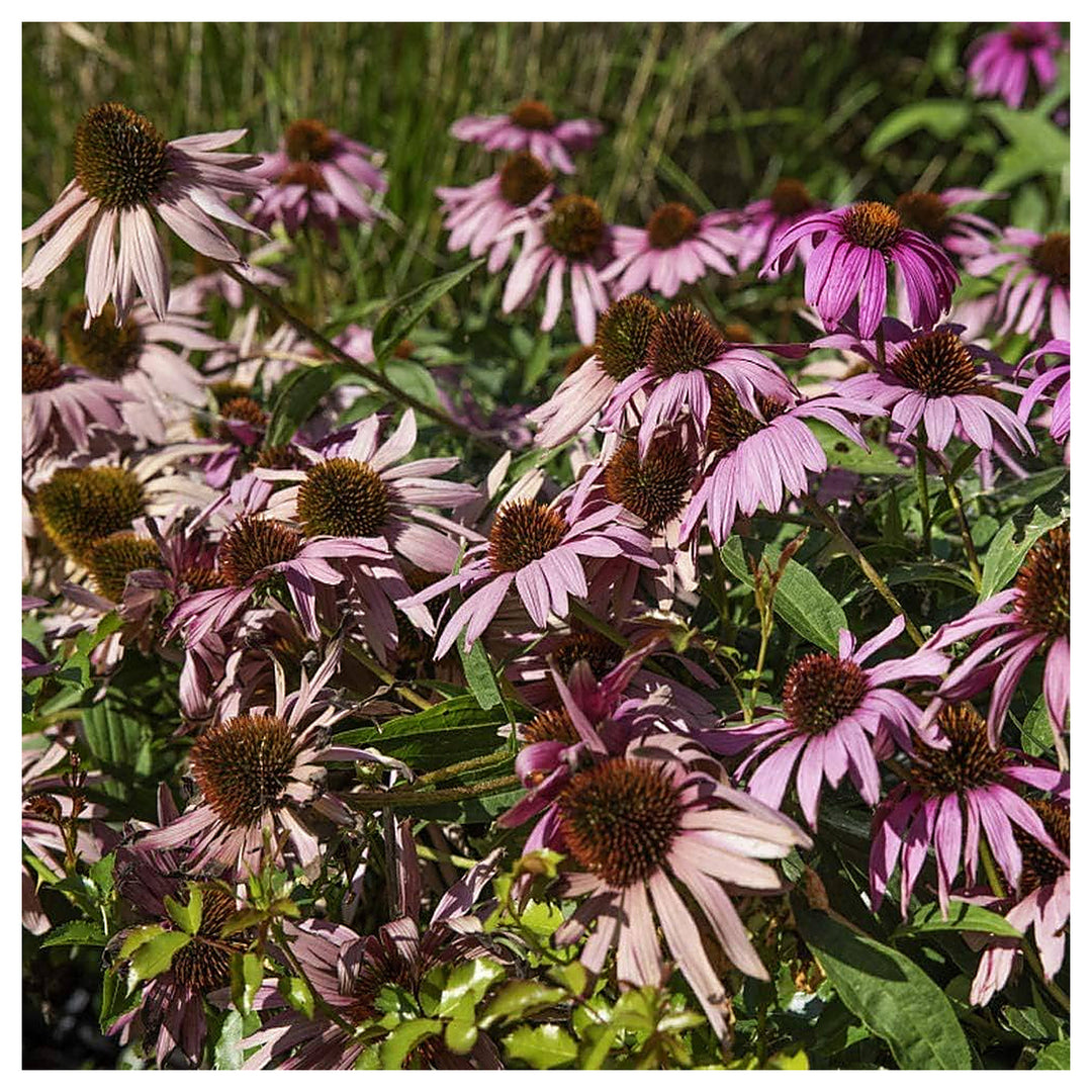 Purple Coneflower Planting Echinacea Purpurea Drought Tolerant Flower Seeds Home Garden | Neera Seeds product photo [neera-v4-e970520c5b601b83ac56]