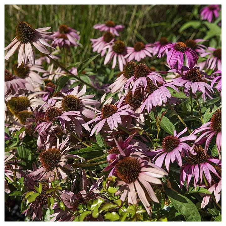 Purple Coneflower Planting Echinacea Purpurea Drought Tolerant Flower Seeds Home Garden | Neera Seeds product photo [neera-v4-e970520c5b601b83ac56]