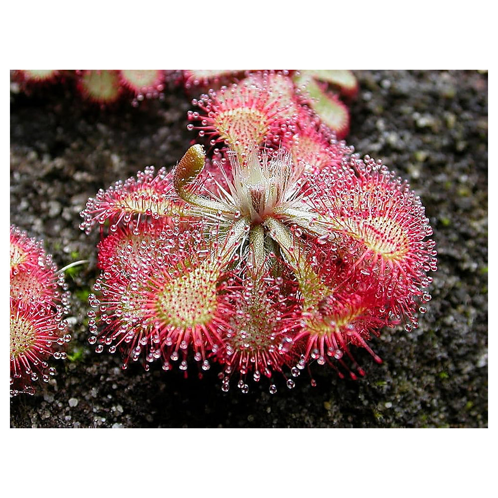 Heirloom Non-GMO Pink Sundew Flower Seeds for Garden Planting – Carnivorous Ornamental Blooms | Neera Seeds product photo [neera-v4-e971da348c5288838bbc]
