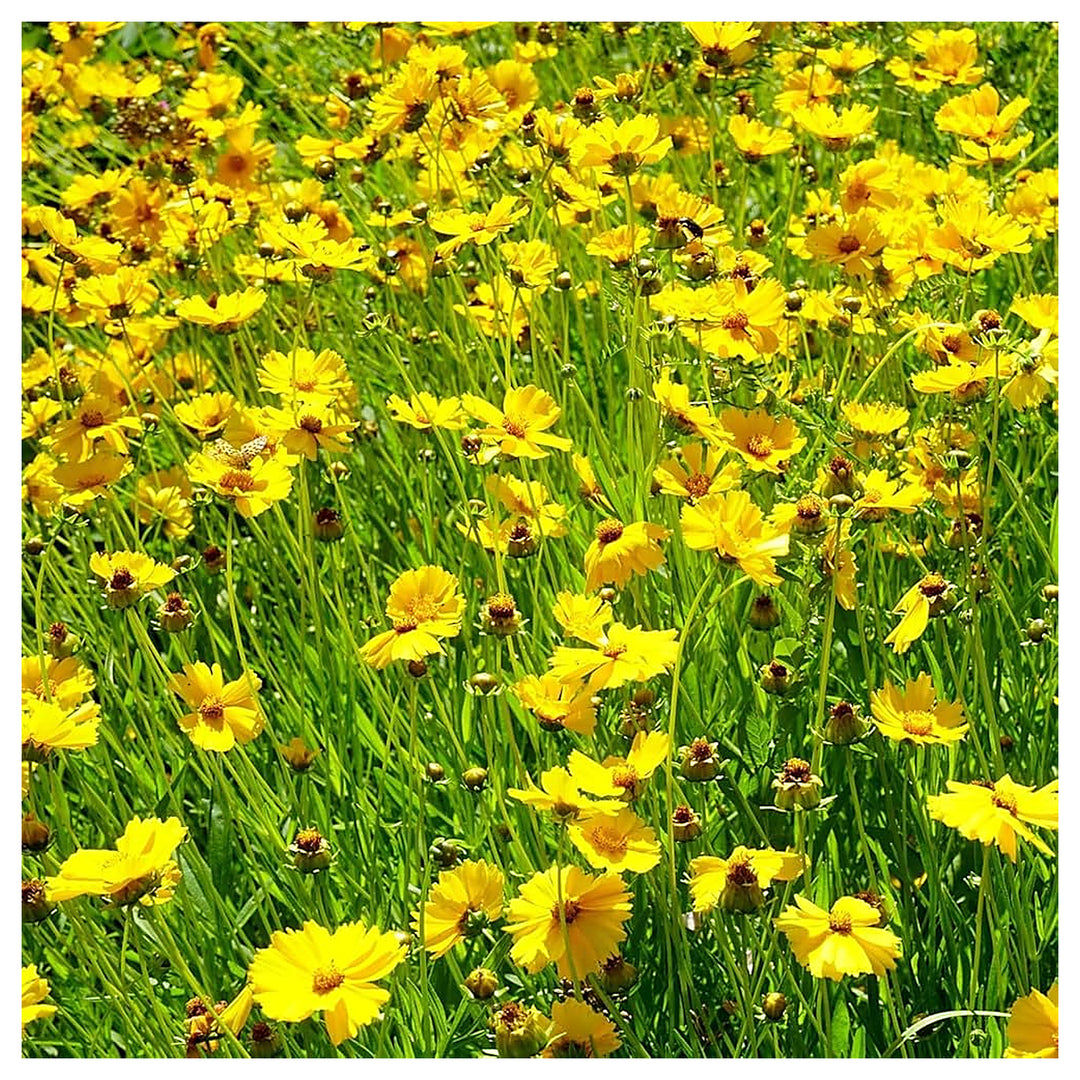 Pink Coreopsis Rosea Growing Threadleaf Tickseed In Your Garden Flower Seeds Home Garden | Neera Seeds product photo [neera-v4-e986fa1443443a69bc6d]