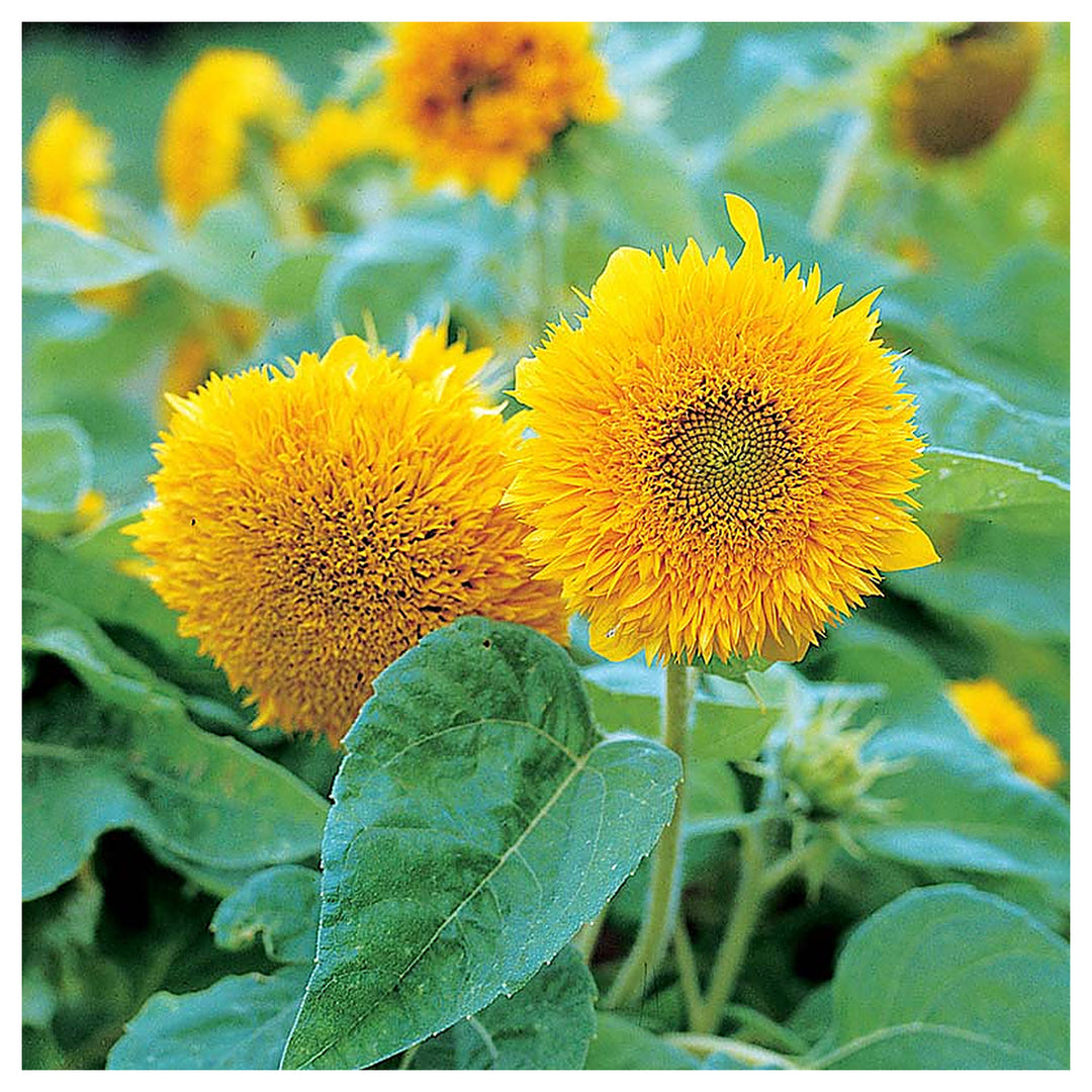Teddy Bear Sunflower Seeds for Planting – Heirloom, Non-GMO, High Germination Organic Garden Flower Seeds | Neera Seeds product photo [neera-v4-e98c8f6dbea087cfa096]